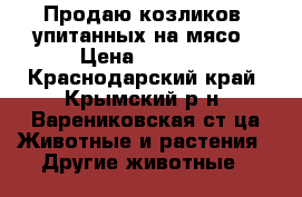 Продаю козликов  упитанных на мясо › Цена ­ 3 000 - Краснодарский край, Крымский р-н, Варениковская ст-ца Животные и растения » Другие животные   